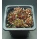 Sempervivum AUGUST CREME