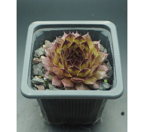 Sempervivum OLIVINE