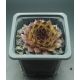 Sempervivum OLIVINE