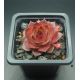 Sempervivum ONE HUNDRED