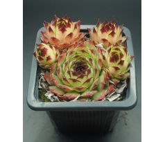 Sempervivum PRECIOUS PLATINUM