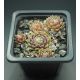 Sempervivum PROSECCO