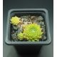 Sempervivum QUATSCH