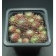 Sempervivum QUEEN CHARLOTTE