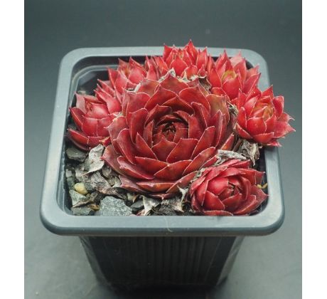 Sempervivum RECTONII