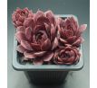 Sempervivum ROTHAUT
