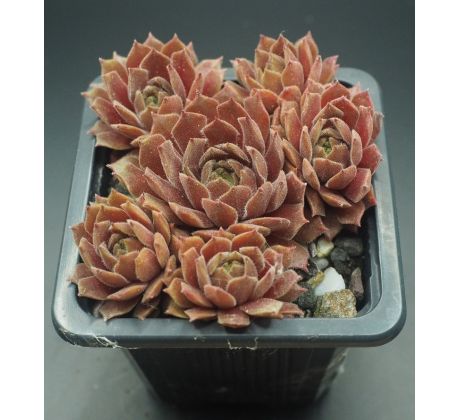 Sempervivum SHAPE SHIFTER