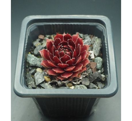 Sempervivum SUMMER SYMPHONY