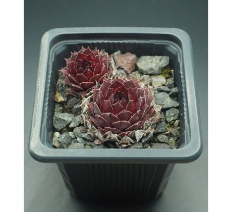 Sempervivum SUNRAY SENSATION
