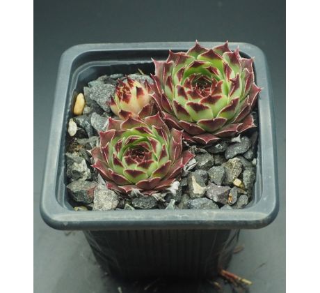 Sempervivum SUZANNA