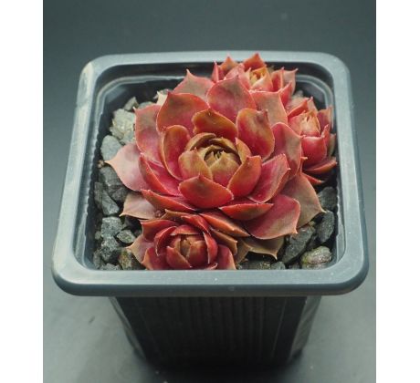 Sempervivum TICKLED PINK