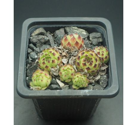 Sempervivum TOUR DE FORCE A