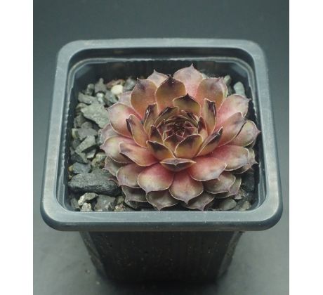 Sempervivum TRISTESSE