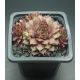 Sempervivum VALLEY OF ROCK