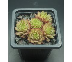 Sempervivum WADI RUM