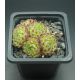 Sempervivum WEITBLICK