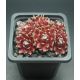 Sempervivum WHITE BOUGUET