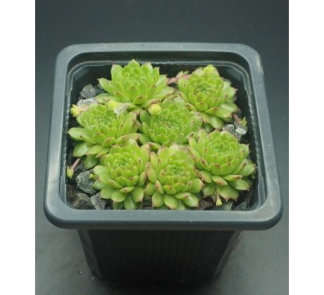 Sempervivum WINDSTILLE