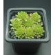 Sempervivum WINDSTILLE