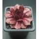 Sempervivum XANA