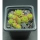 Sempervivum ZEITPUNKT