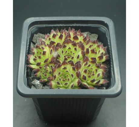 Sempervivum ZEITSPRUNG