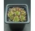 Sempervivum ZEITSPRUNG