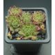 Sempervivum ARTIST