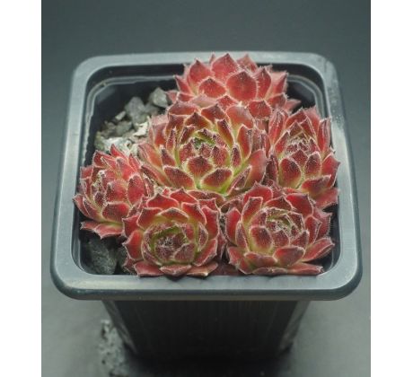 Sempervivum ASHANTI