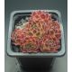 Sempervivum ASHANTI