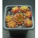 Sempervivum ATROVIOLACEUM HEIMLICH
