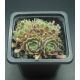Sempervivum ARTISCHICKE