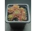 Sempervivum BROAD PEAK