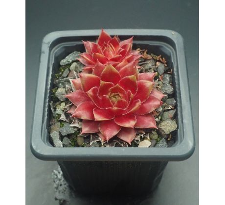 Sempervivum CHINA DOLL