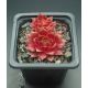 Sempervivum CHINA DOLL