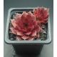 Sempervivum CHOCOLATE II