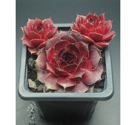 Sempervivum CLOUD CAP