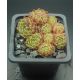 Sempervivum CREAM TEA