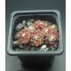 Sempervivum CRIMSON WEBB