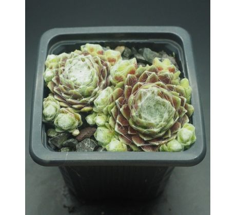 Sempervivum DELIANE