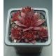 Sempervivum DIAVOLO