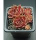 Sempervivum DONNA KARAN