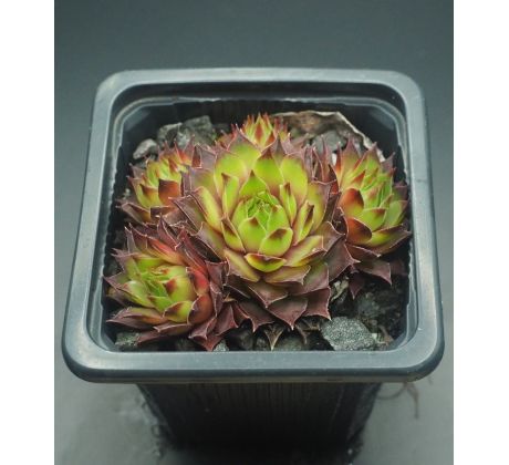 Sempervivum ESSENCE OF LIME