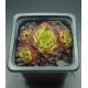 Sempervivum ESSENCE OF LIME