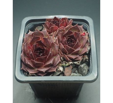 Sempervivum EUGEN`S EDLE ROSE