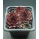 Sempervivum EUGEN`S EDLE ROSE