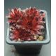 Sempervivum FOR YOU