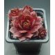 Sempervivum FOXY LADY