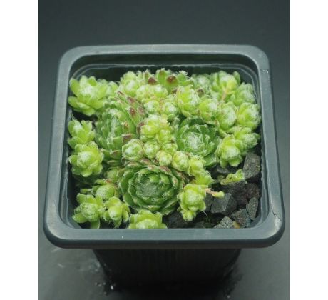Sempervivum FREDEGAR