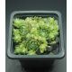 Sempervivum FREDEGAR